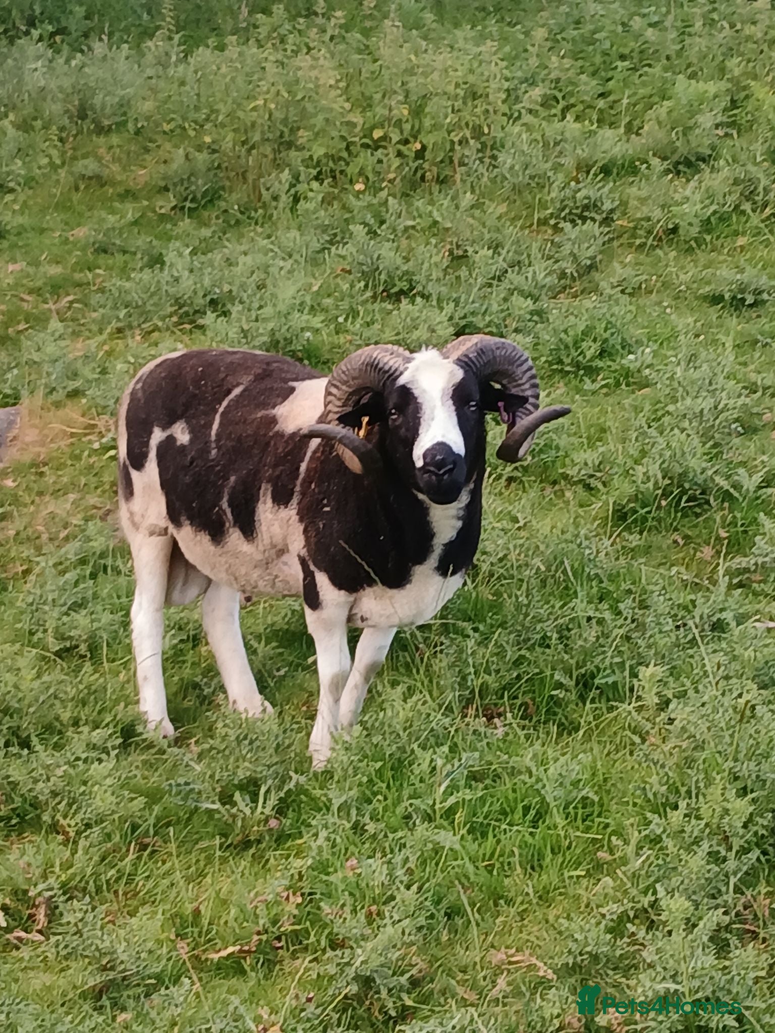 Sheep livestock Proven 2 year old Male Jacob Ram Tup - Advert 4