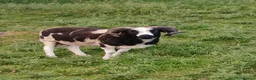 Sheep livestock for sale: Proven 2 year old Male Jacob Ram Tup - Advert 1