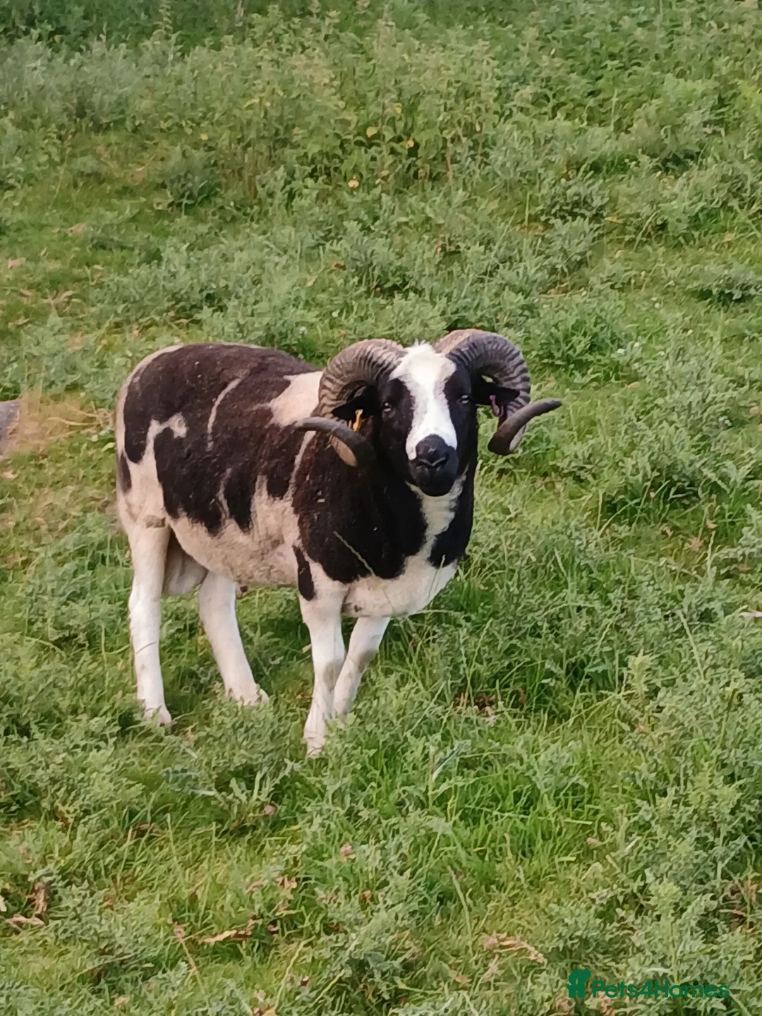 Sheep livestock for sale: Proven 2 year old Male Jacob Ram Tup - Advert 1