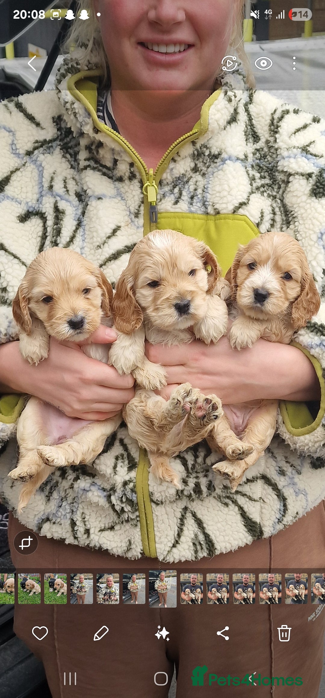 Cockapoo dogs for sale: Cockapoo pups  - Image 4