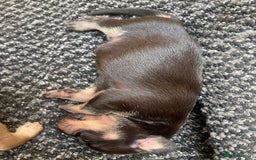 Dachshund dogs for sale: Dachshund puppies  - Image 3