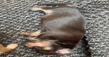 Dachshund dogs - Advert 15