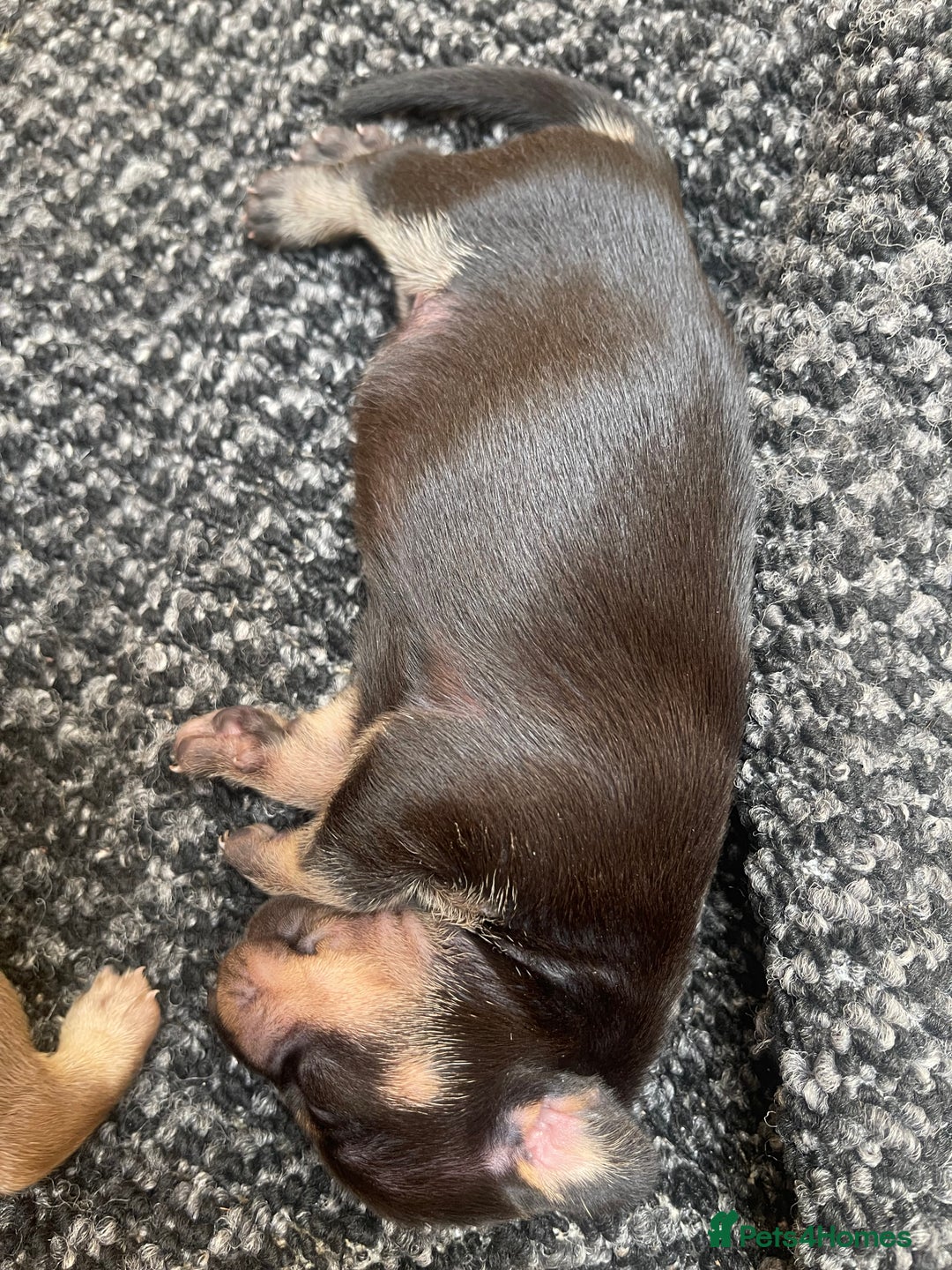 Dachshund dogs for sale: Dachshund puppies  - Image 3