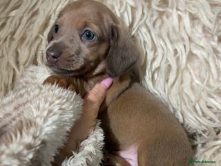 Miniature Dachshund dogs Tiny Kaninchen dachshunds - Advert 16
