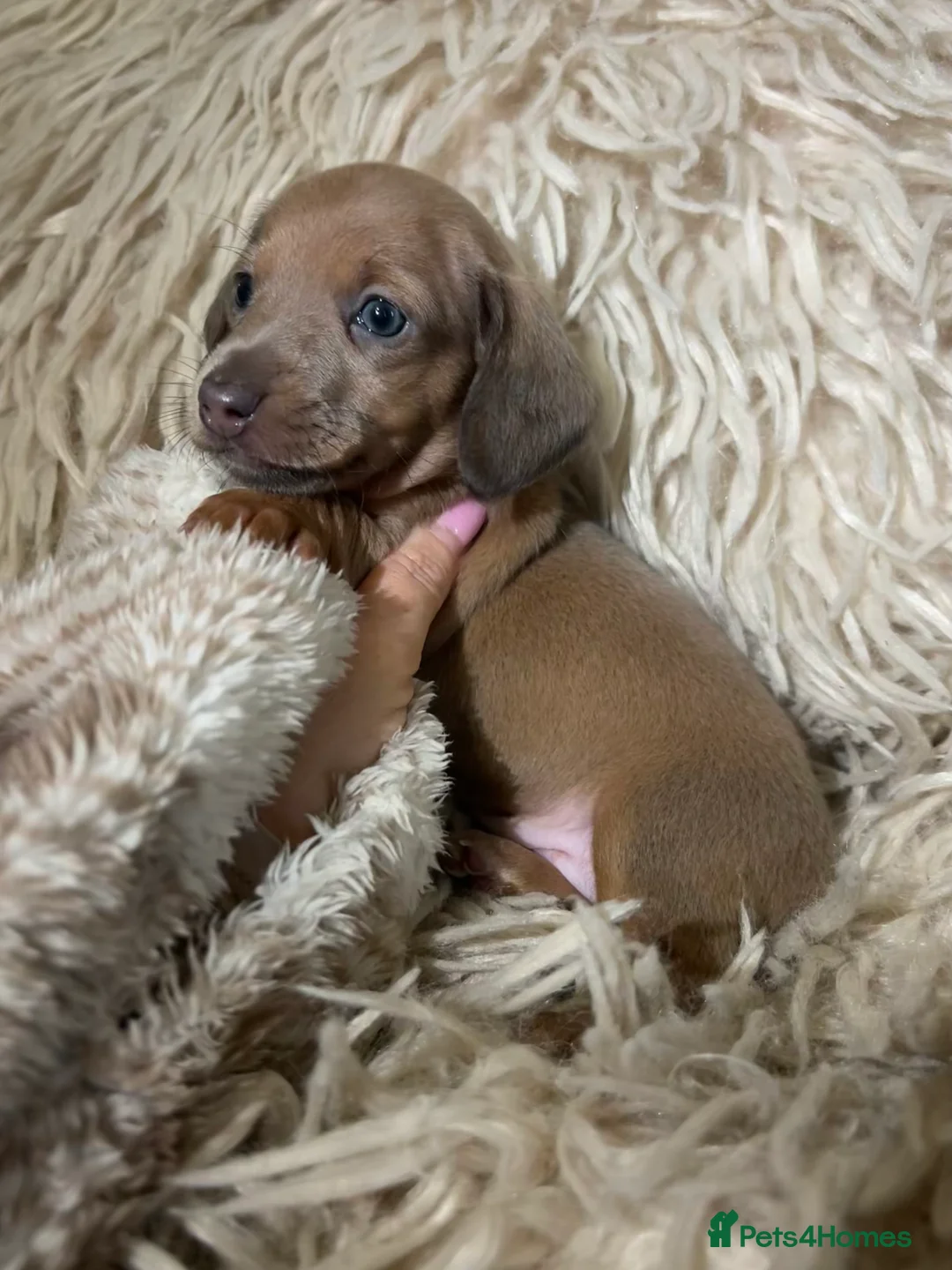 Miniature Dachshund dogs for sale: Tiny Kaninchen dachshunds  - Advert 3
