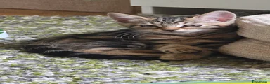 Tabby Female 