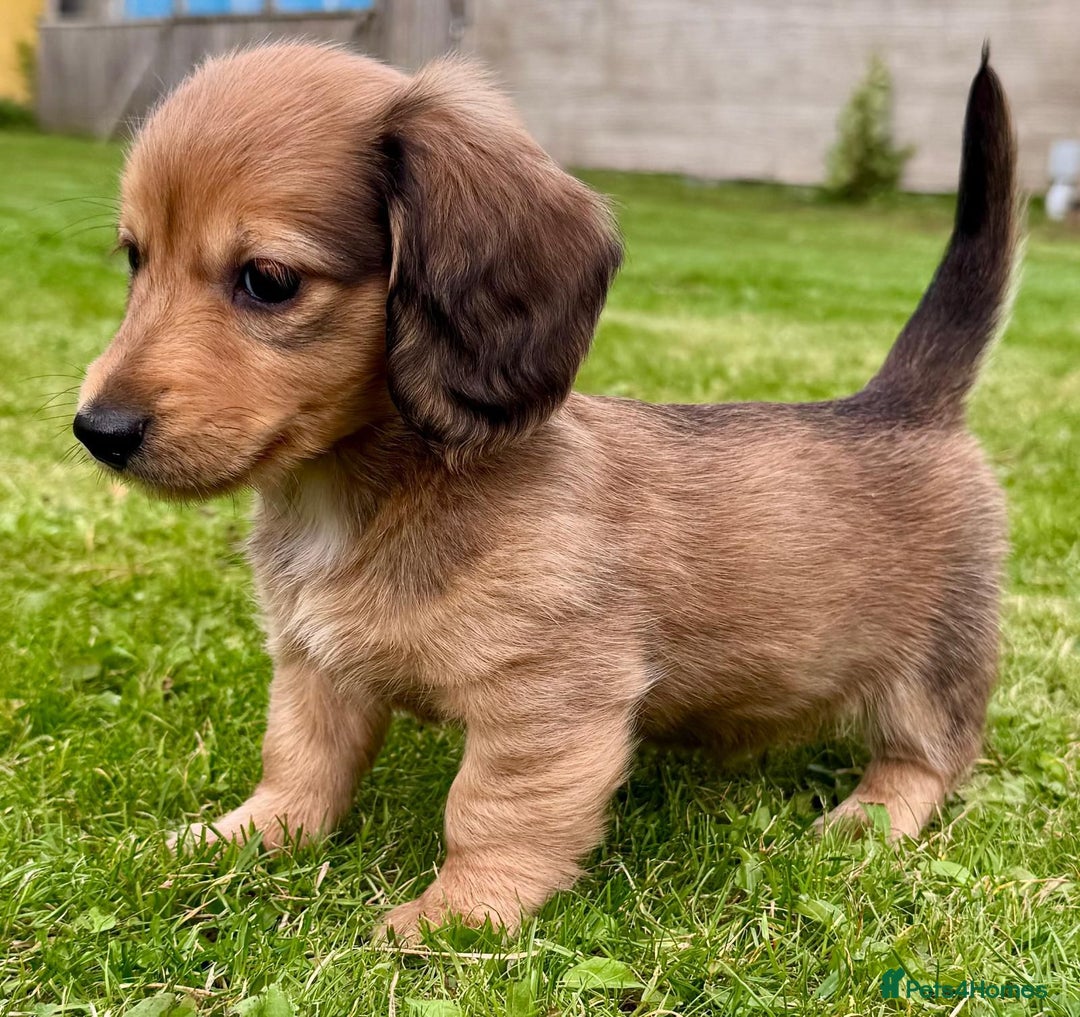 Miniature Dachshund dogs for sale: Red long haired shaded red  - Image 11