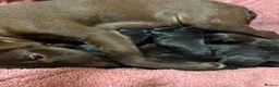 Patterdale Terrier dogs for sale: Patterdale Puppies - 5 Beautiful Bitches - Advert 30