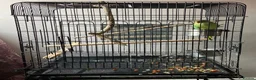 Ringnecks birds for sale: Indian ringneck parrot in Manchester - Advert 4