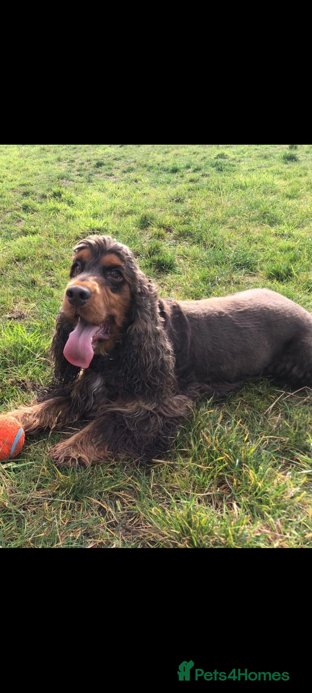 Cocker Spaniel dogs for stud: SHOW COCKER SPANIEL 🐕 health tested stud  in Brentwood - Advert 27