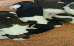 Border Collie dogs for sale: My babies  - Image 5