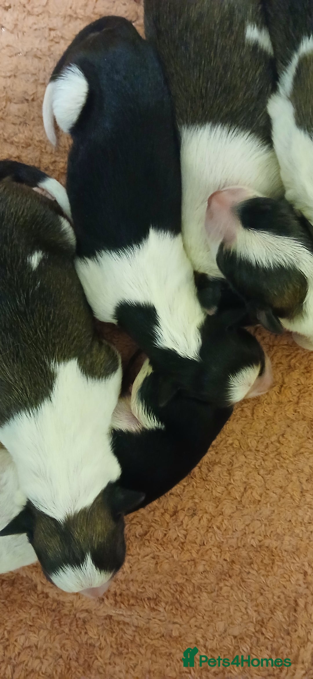 Border Collie dogs for sale: My babies  - Image 5