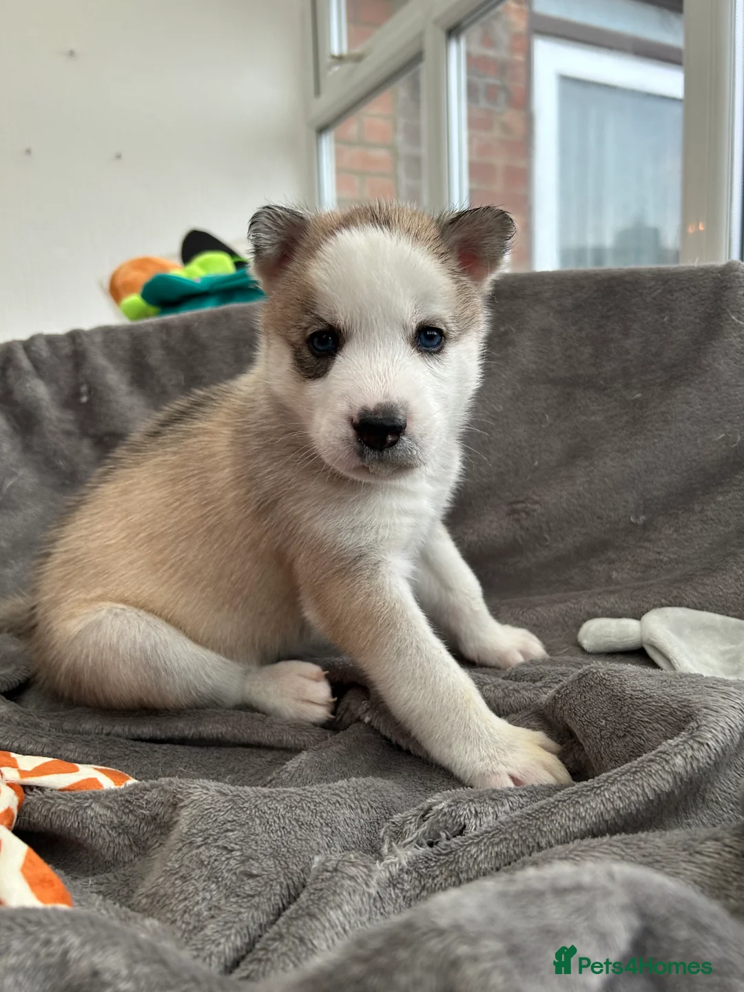 Siberian Husky dogs for sale: Gorgeous Siberian husky puppies - Advert 2