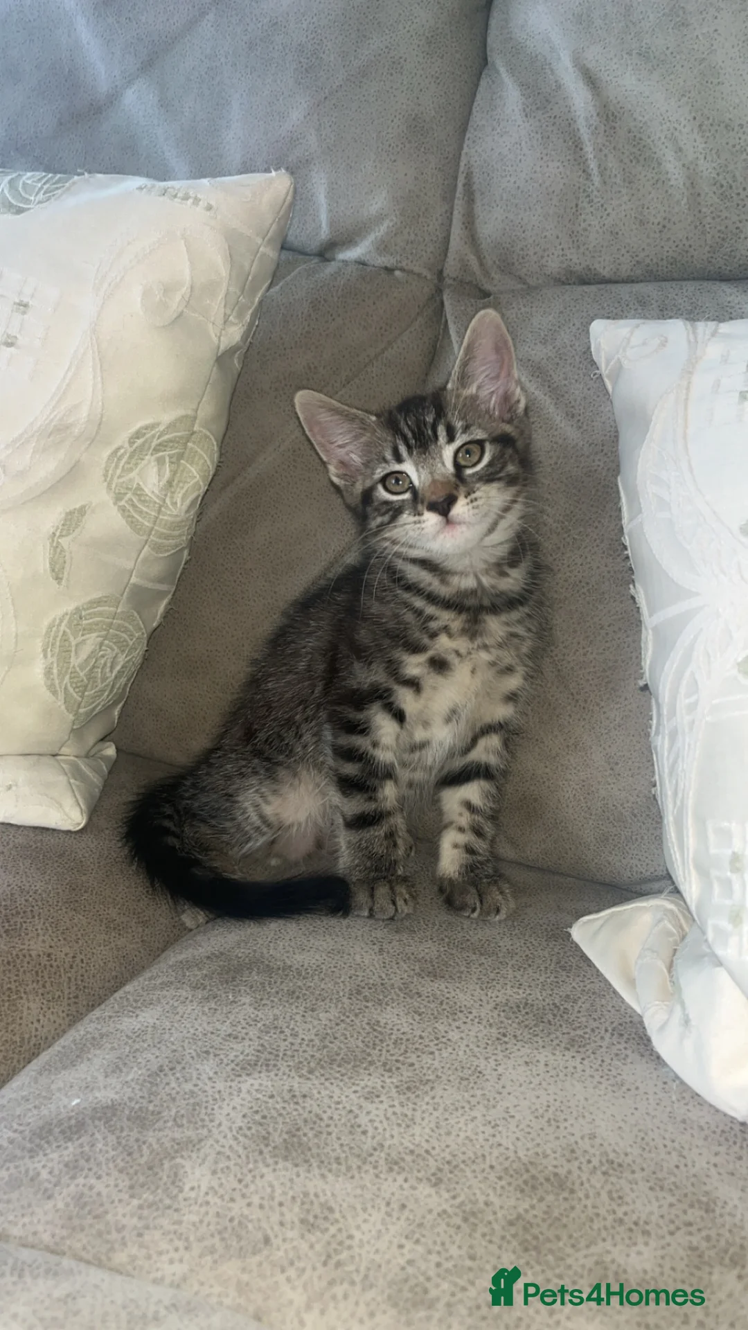 British Shorthair cats for sale: 2 male & 1 female kitten  - Advert 2