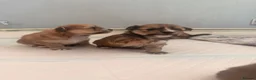 Mixed Breed dogs for sale: Pomeranian cross puppies  in Swindon - Advert 15