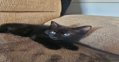 Mixed Breed cats - Advert 14