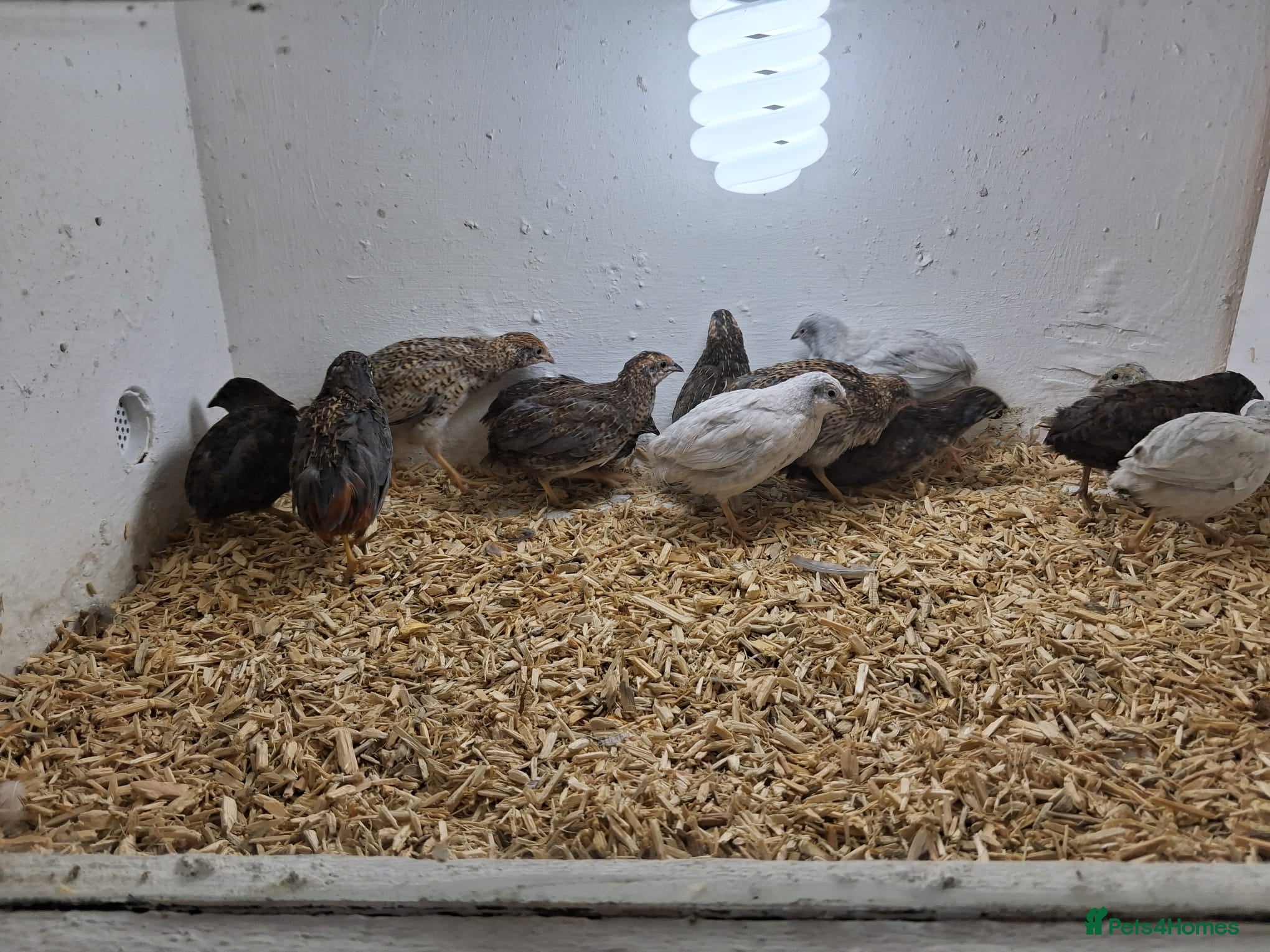 Quail poultry for sale: Chinese Painted Quail - Advert 2