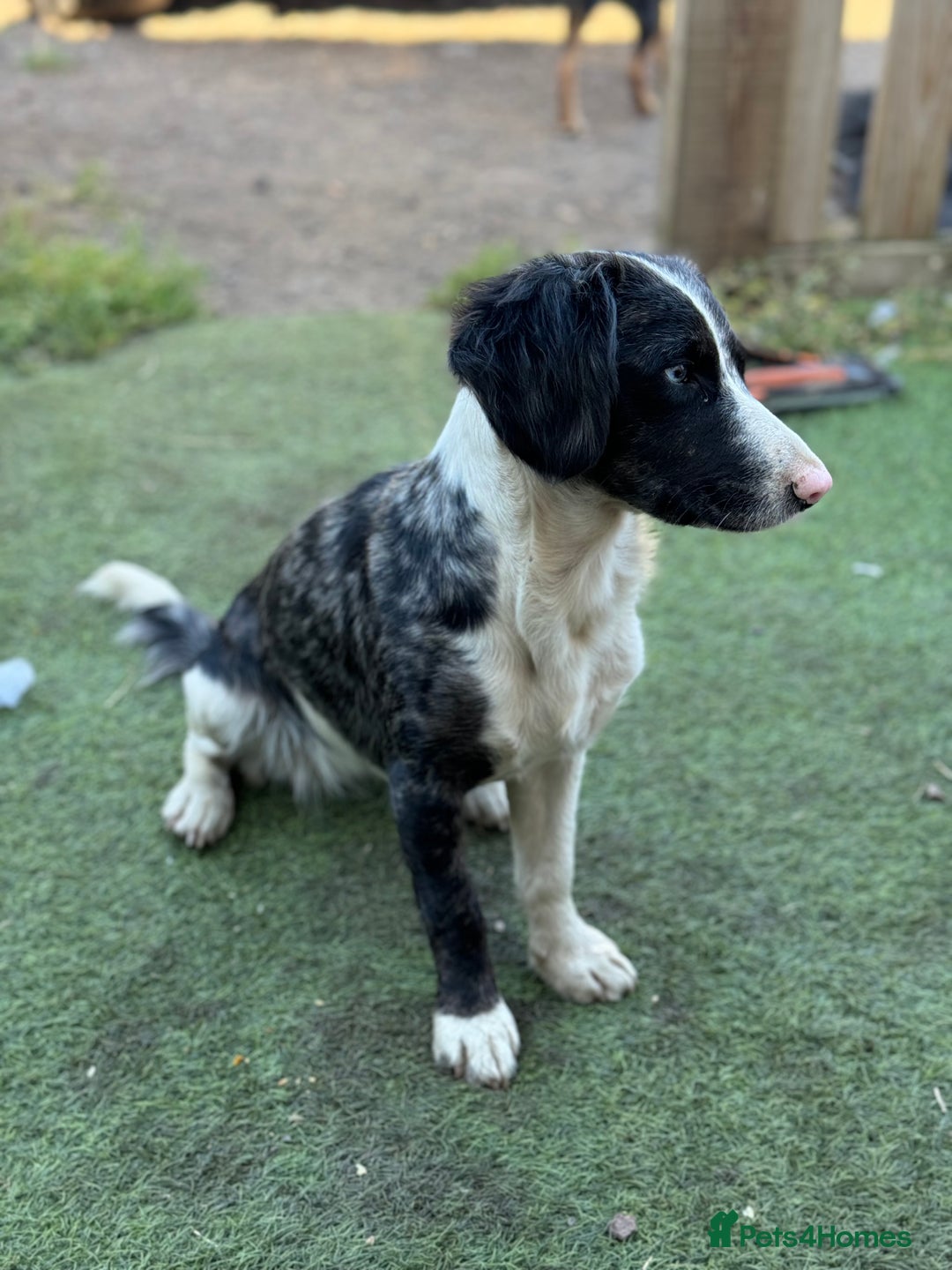Mixed Breed dogs for sale: 3/4 spaniels 1/4 jack Russel puppy’s 🩷 - Image 30