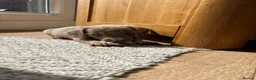 Miniature Dachshund dogs for sale: Mini dachshunds available  in Willenhall - Advert 8