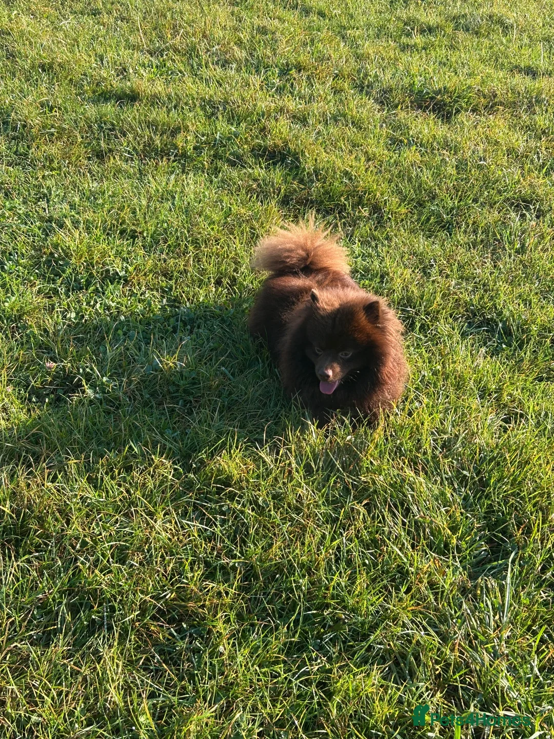 Pomeranian dogs for stud: Beautiful chocolate teddy faced Pomeranian  - Advert 2