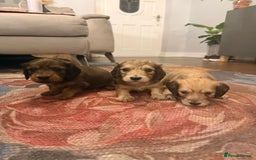 Miniature Dachshund dogs for sale: Long haired miniature dachshunds  - Image 1