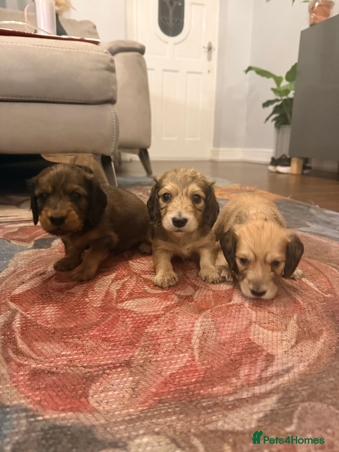 Miniature Dachshund dogs for sale: Long haired miniature dachshunds  - Image 1