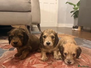 Miniature Dachshund dogs - Advert 17