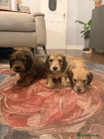 Miniature Dachshund dogs - Advert 1