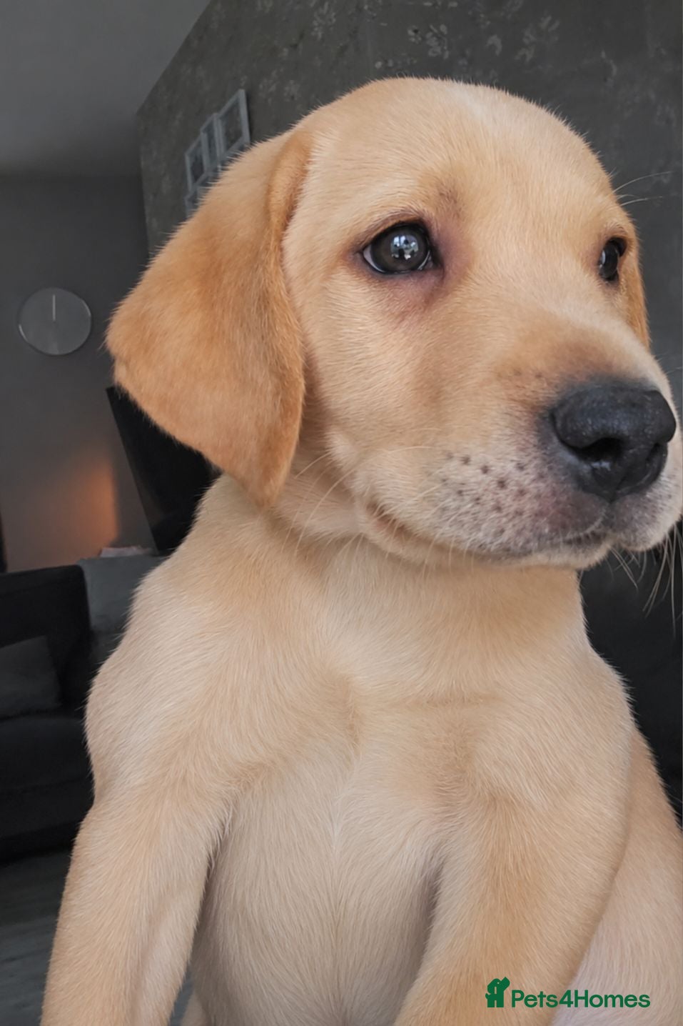Labrador Retriever dogs Ready Now Last Male Labrador (BLUE) 🐶🐾 - Advert 13
