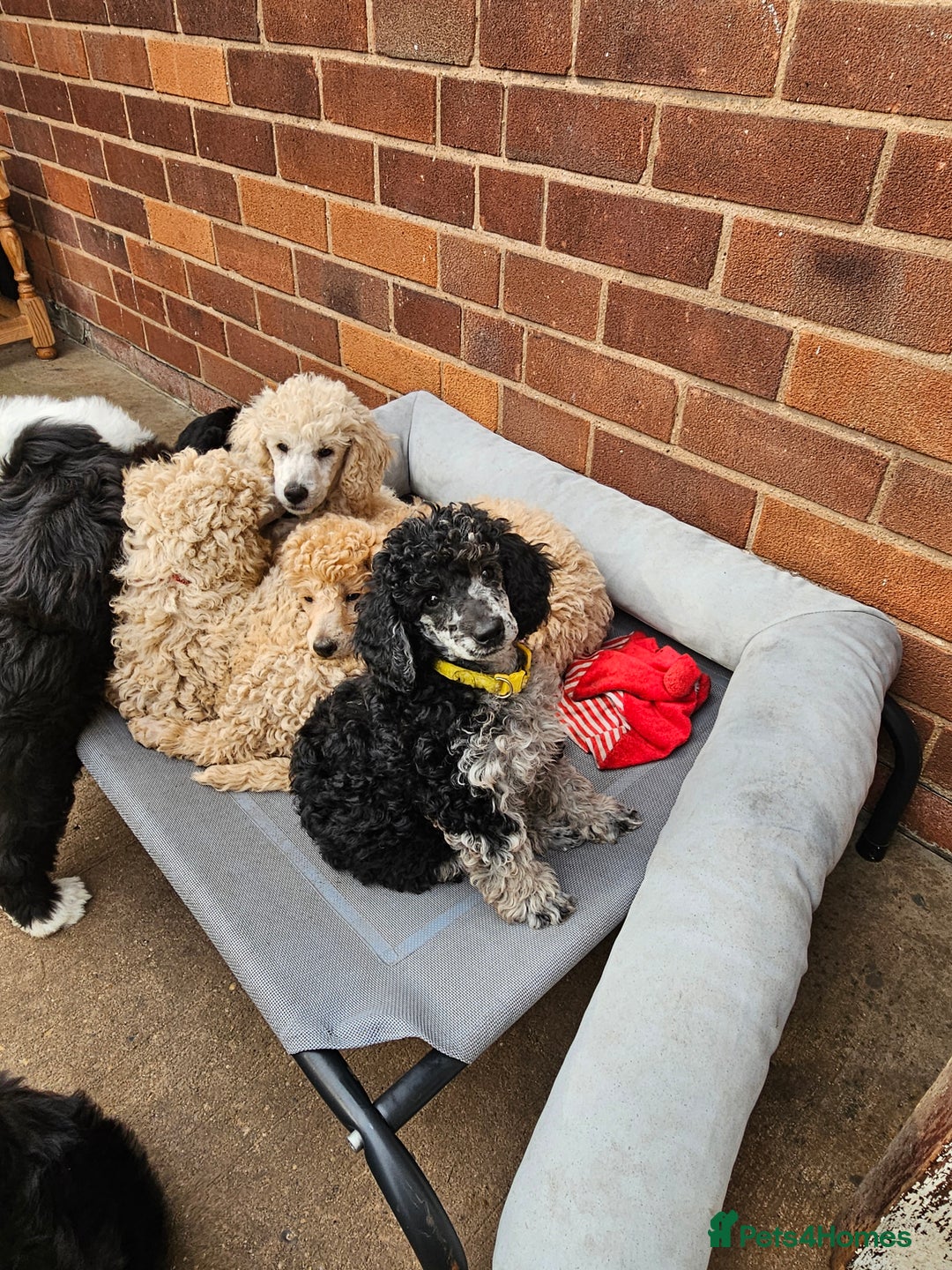 Miniature Poodle dogs for sale: Minatare Poodle Ready Now - Image 13