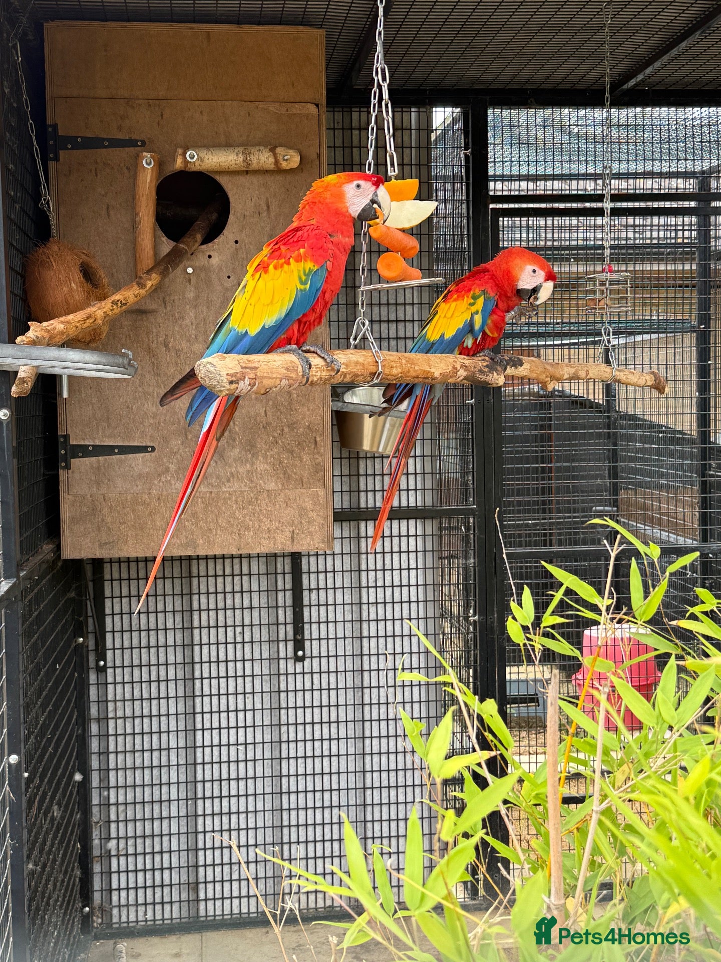 Macaws birds Scarlet Macaws  - Advert 2