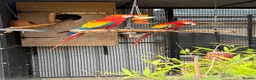 Macaws birds for sale: Scarlet Macaws  in Spalding - Advert 2