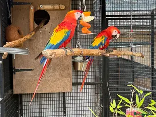 Macaws birds Scarlet Macaws - Advert 2