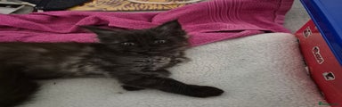 Maine Coon Kitten 1 - not available 