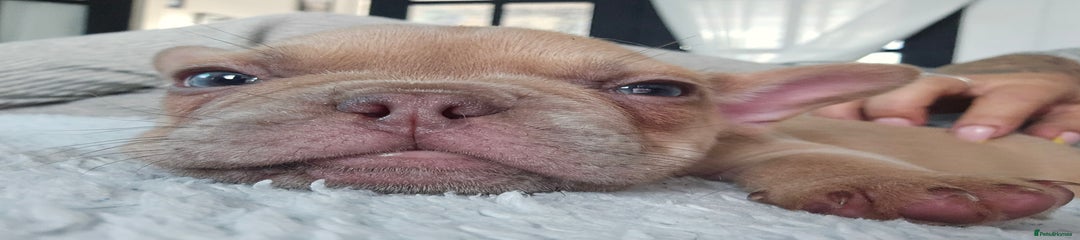 French Bulldog Puppy 3