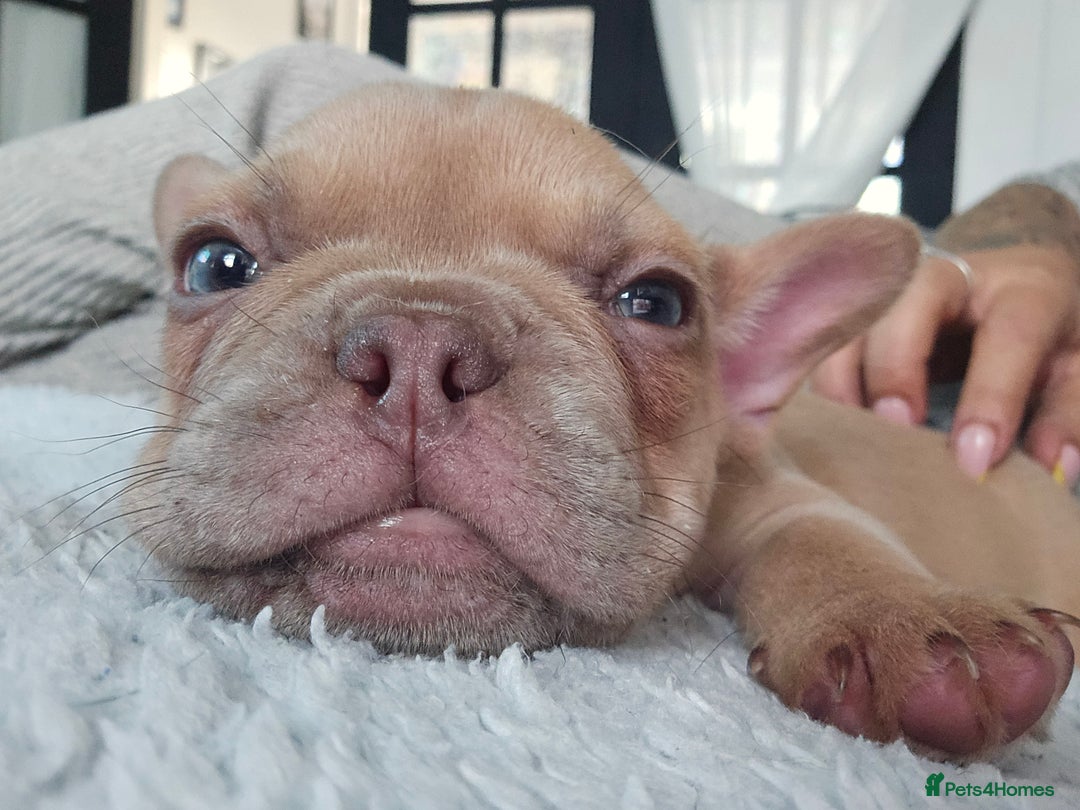 French Bulldog dogs for sale: Ready Now  - Image 14