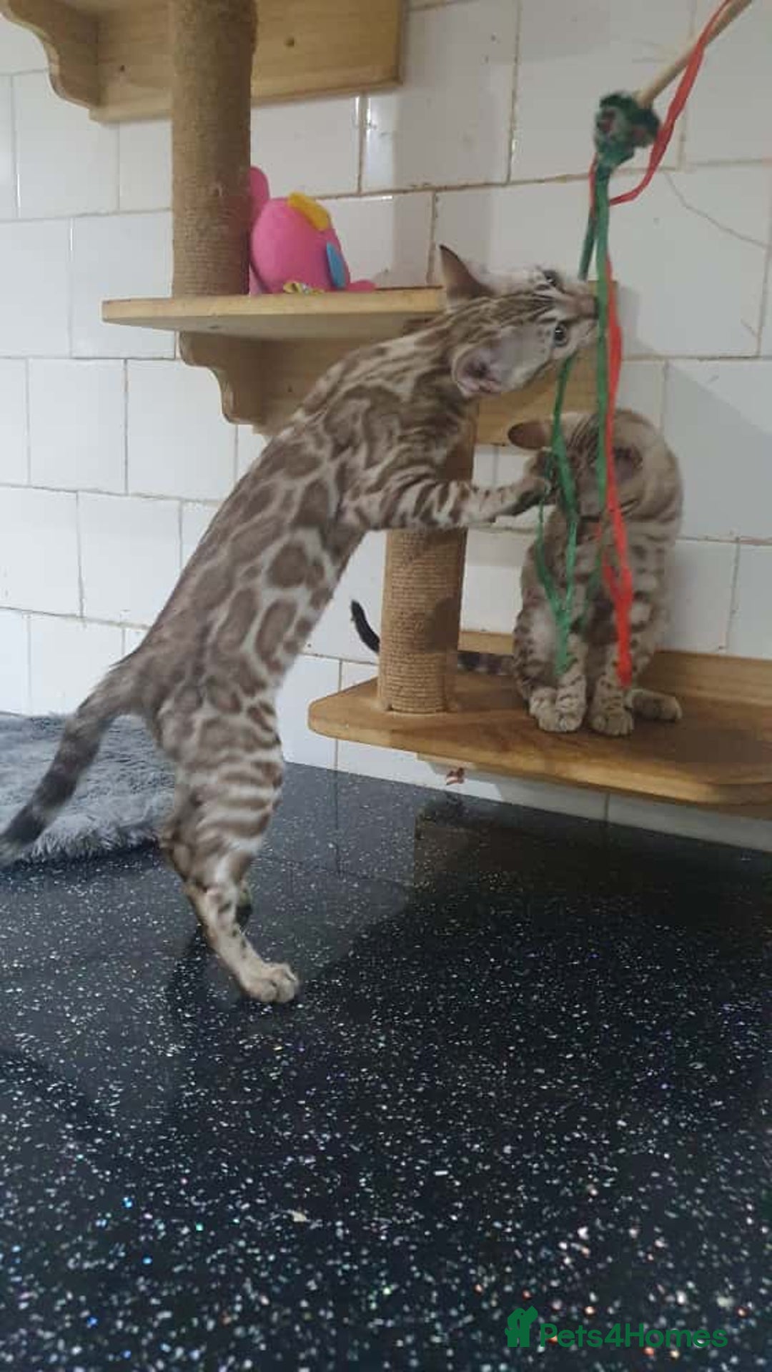Bengal cats for sale: 🔥✨Pedigree TICA-Registered Bengals - Image 5