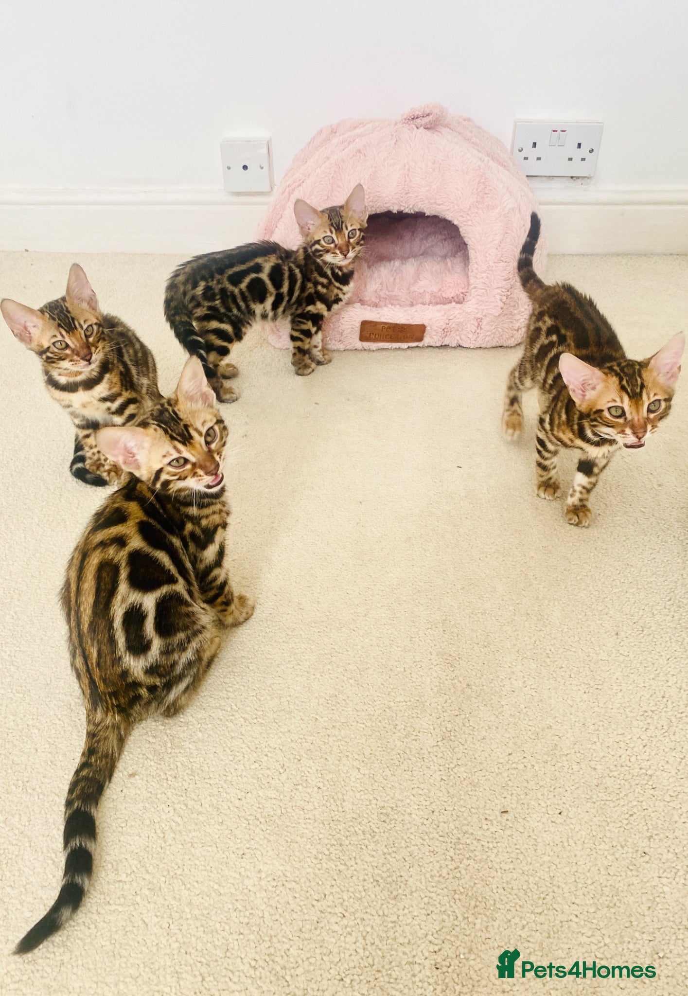 Bengal cats Bengal Wonderful Kitten.TICA registered😸😽😻✨✨✨ - Advert 1