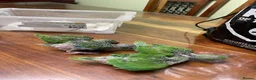Ringnecks birds for sale: Ringneck Breeding pairs Green and Yellow in Greenford - Advert 2