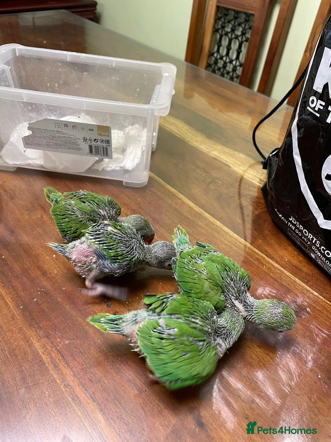 Ringnecks birds for sale: Ringneck Breeding pairs Green and Yellow in Greenford - Advert 2
