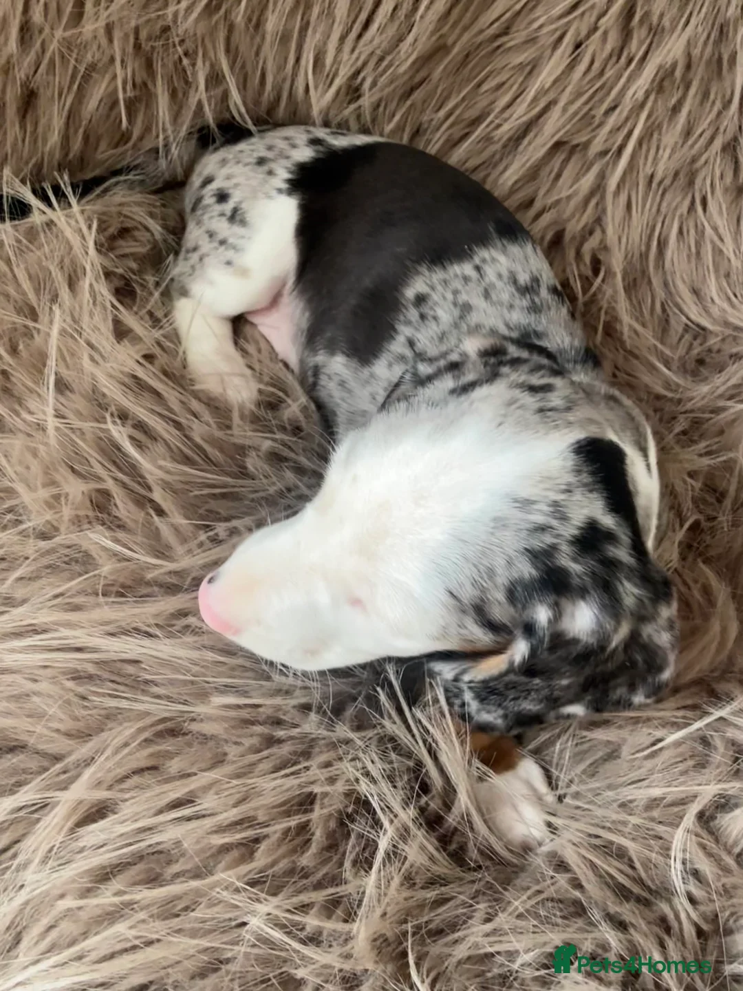 Miniature Dachshund dogs for sale: Two female mini dachshunds - Advert 18