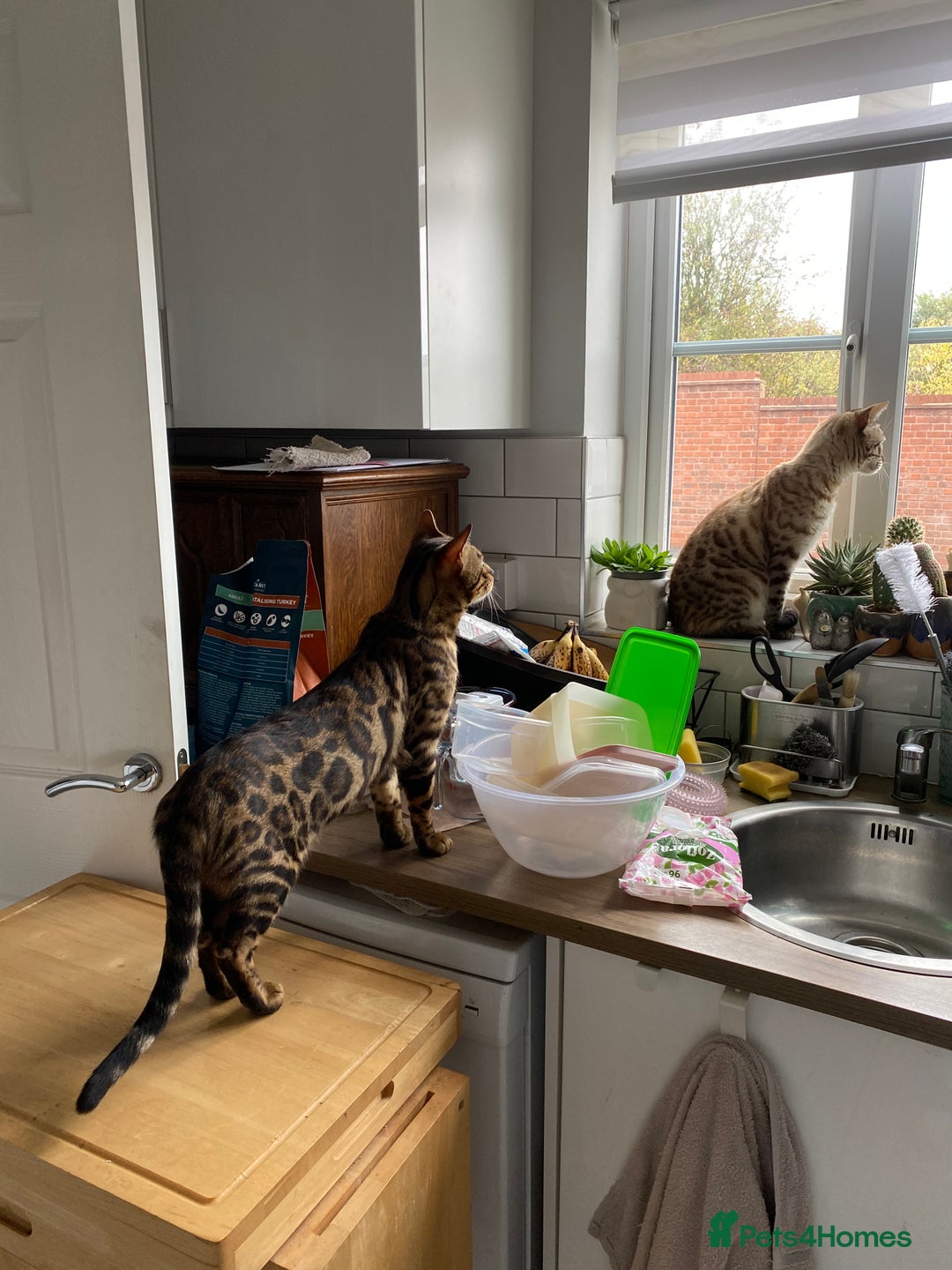 Bengal cats for sale: Loving 1year old male bengal - Advert 2
