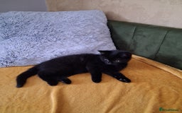 British Shorthair cats for sale: British Shorthair kitten  - Image 1