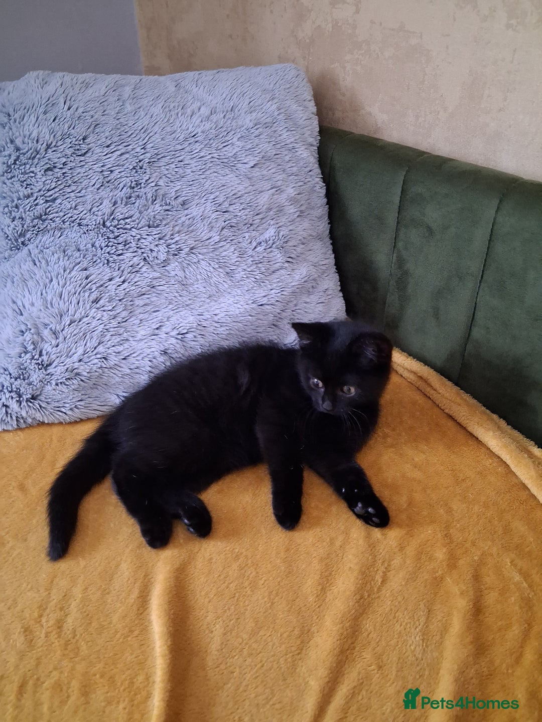 British Shorthair cats for sale: British Shorthair kitten  - Image 1