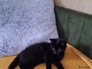 British Shorthair cats - Advert 10