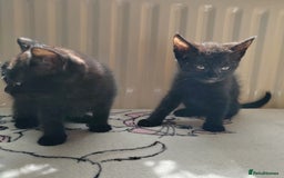 Mixed Breed cats for sale: One black boy ready to go - Image 13