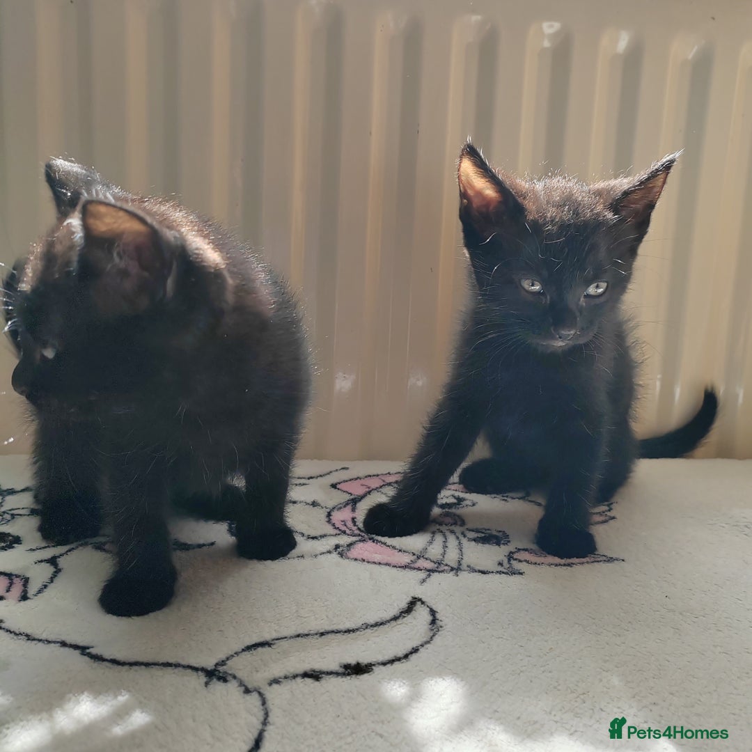 Mixed Breed cats for sale: One black boy ready to go - Image 13