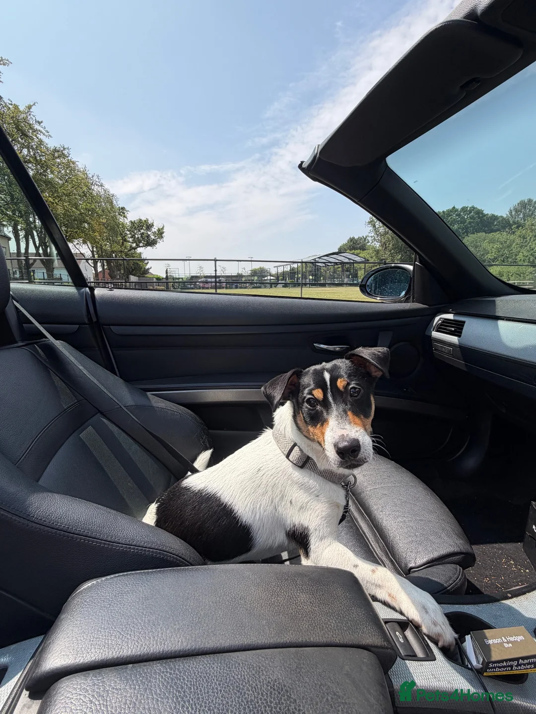 Jack Russell dogs for sale: 7 month old Jack Russel  in Middlewich - Advert 1