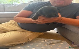 Mixed Breed dogs for sale: Doxla  - Image 8