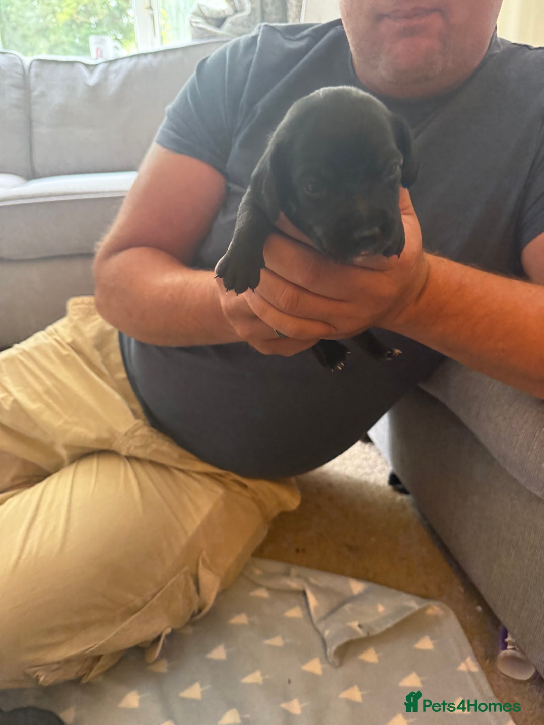 Mixed Breed dogs for sale: Doxla  - Image 8